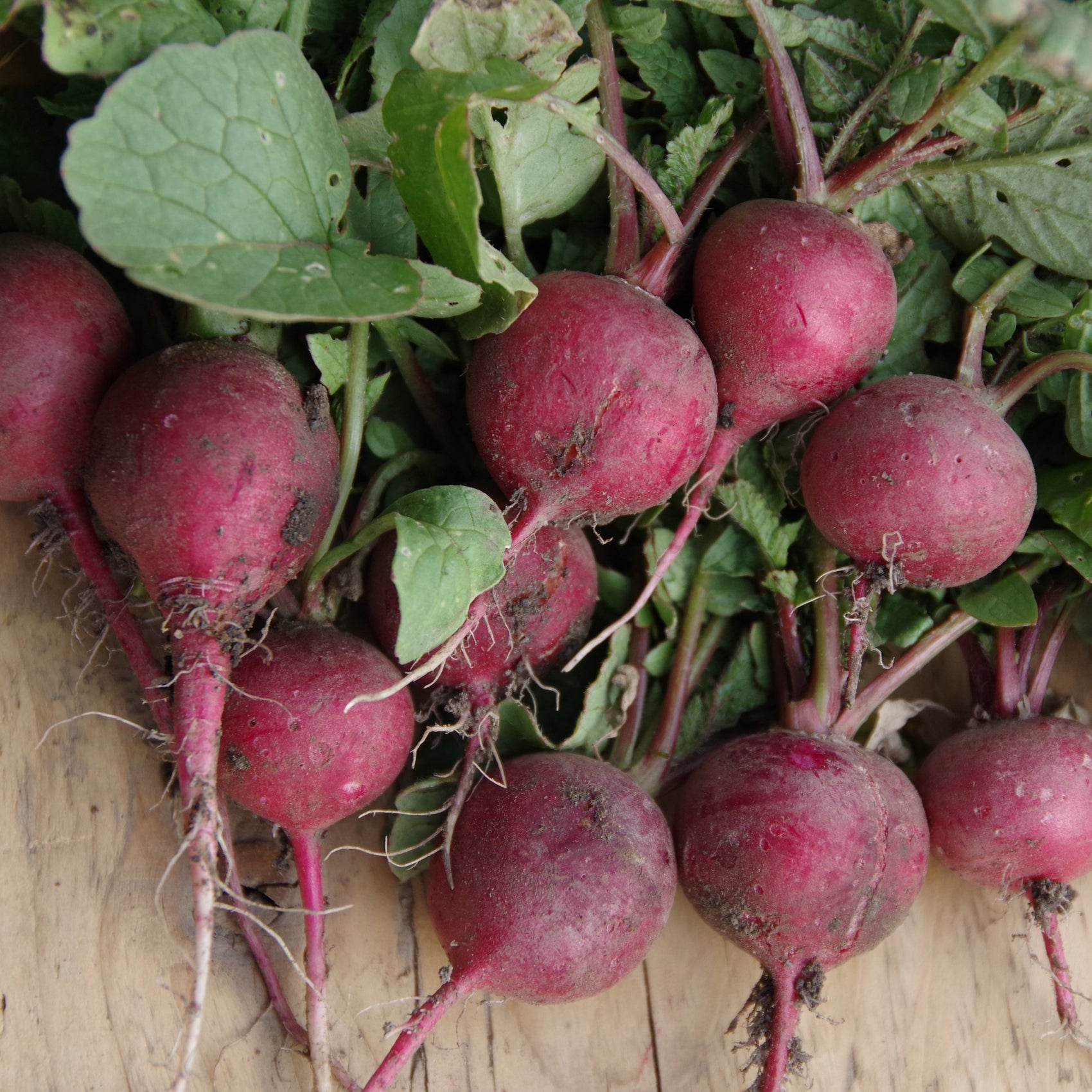 Radis 'Cherry Belle' sur ruban