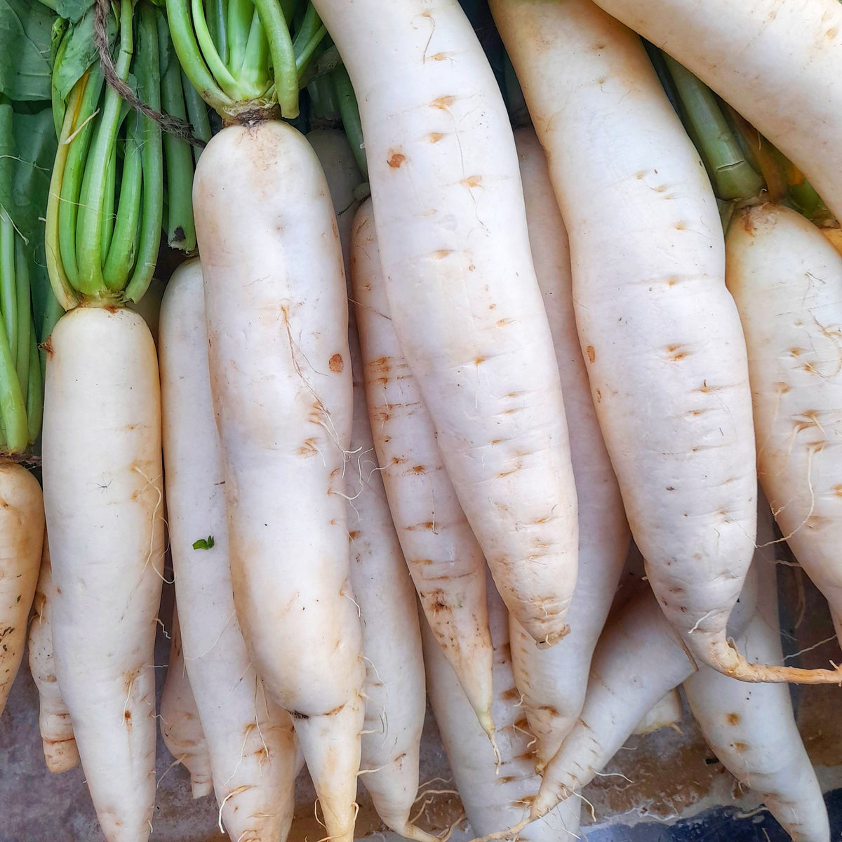 Photo de Radis 'Glaçon Blanc'. La couleur caractéristique est : blanc. Les fruits présentent cette forme : cylindrique. Le visuel permet d'observer les contours, les teintes et la disposition des éléments présentés. Les détails de forme et les contrastes donnent un aperçu de l'apparence de cette plante ou de sa récolte.