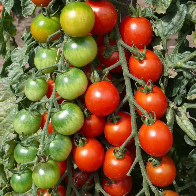 Semences Hortinova de Tomate cerise 'Red Bamby' F1, produit destiné au potager et présenté pour identifier clairement le cultivar avant le semis. Vue 1 de l'emballage ou du produit, à utiliser comme repère visuel avec les conseils de culture, l'exposition, l'arrosage et la récolte indiqués dans la fiche française de Pépinière.ca.