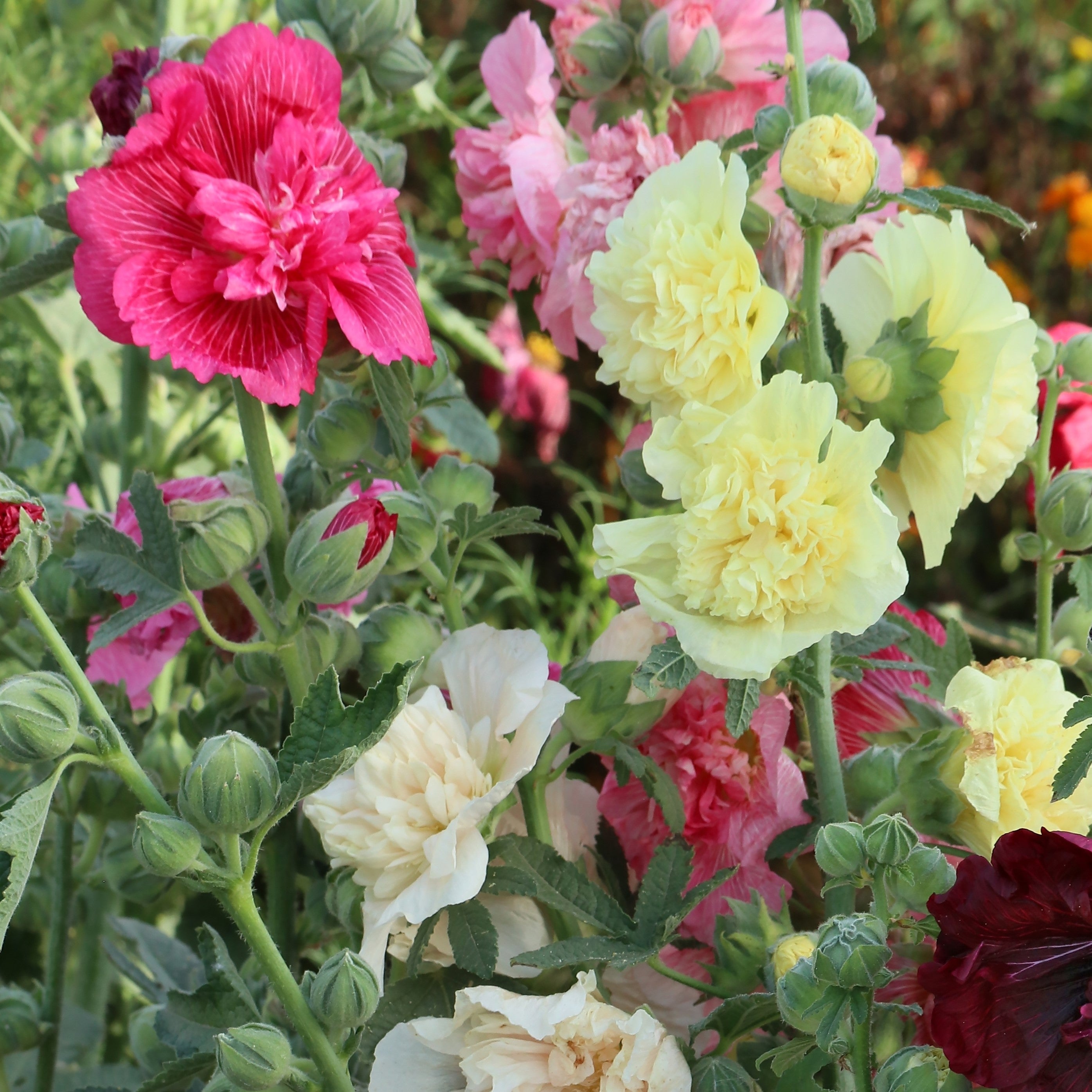 Graines de Rose Tremiere - Alcea Graines de Rose Tremiere - Alcea