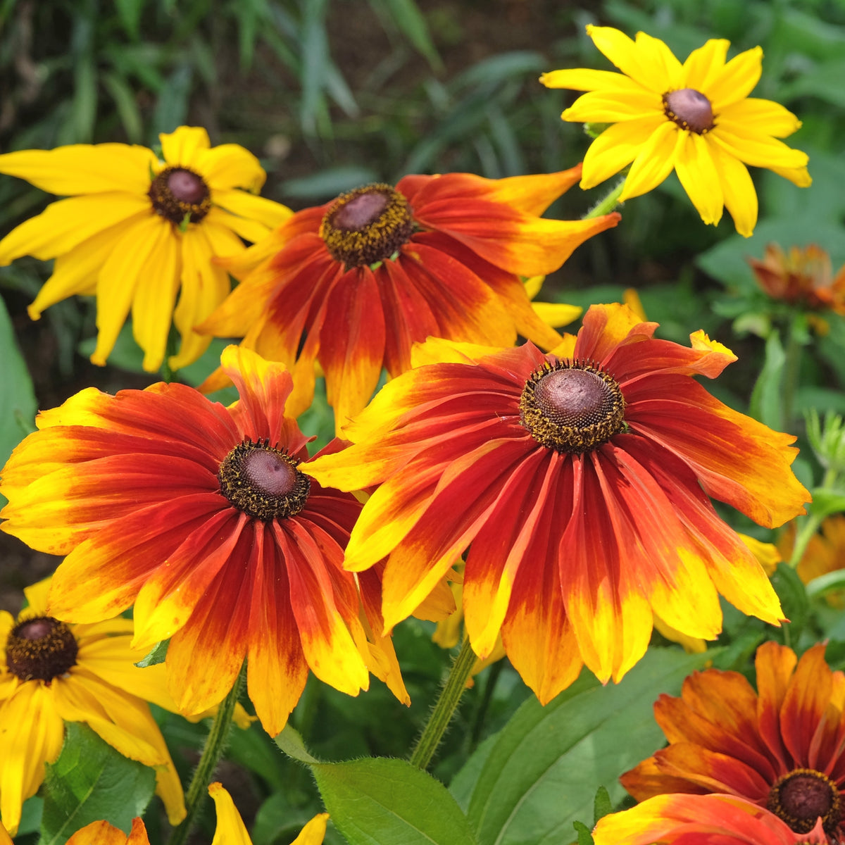 Des fleurs aux pétales rouge orangé et jaunes entourent des centres bruns arrondis. Deux grandes corolles occupent le premier plan, avec des pétales allongés et légèrement retombants. Des fleurs surtout jaunes apparaissent plus haut. Les tiges vertes traversent un feuillage dense, composé de feuilles larges et allongées, avec quelques fleurs partiellement cadrées sur les bords.
