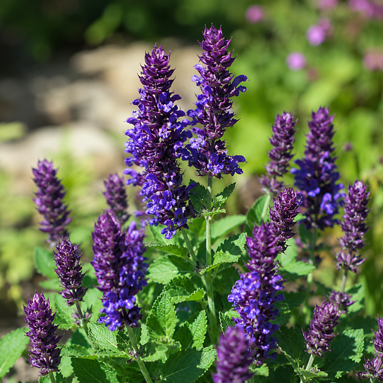 Salvia nemorosa 'Blue Marvel'