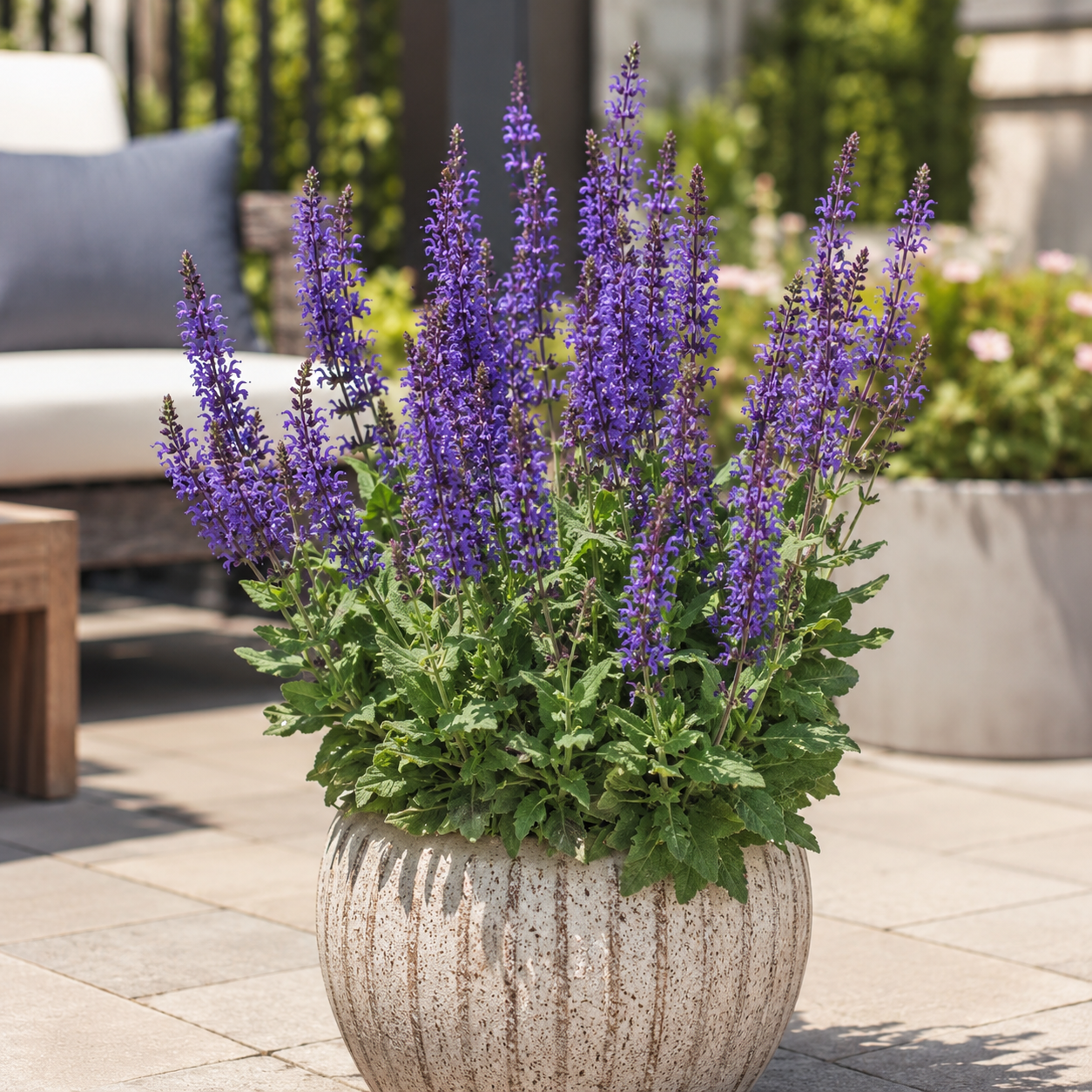 Salvia nemorosa 'Blue Marvel'