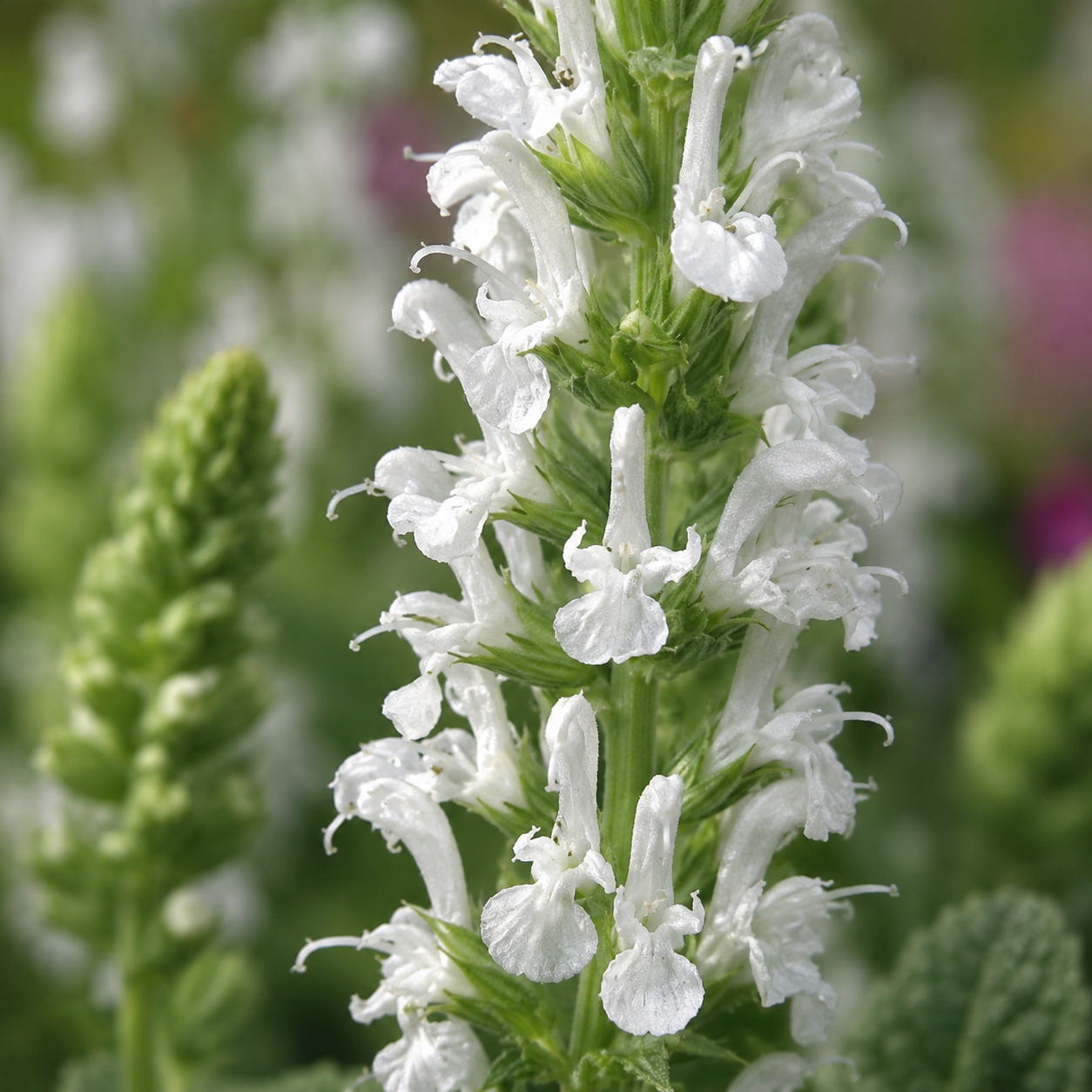 Salvia　計28枚 Pépinière.ca | Salvia 'Lyrical White'