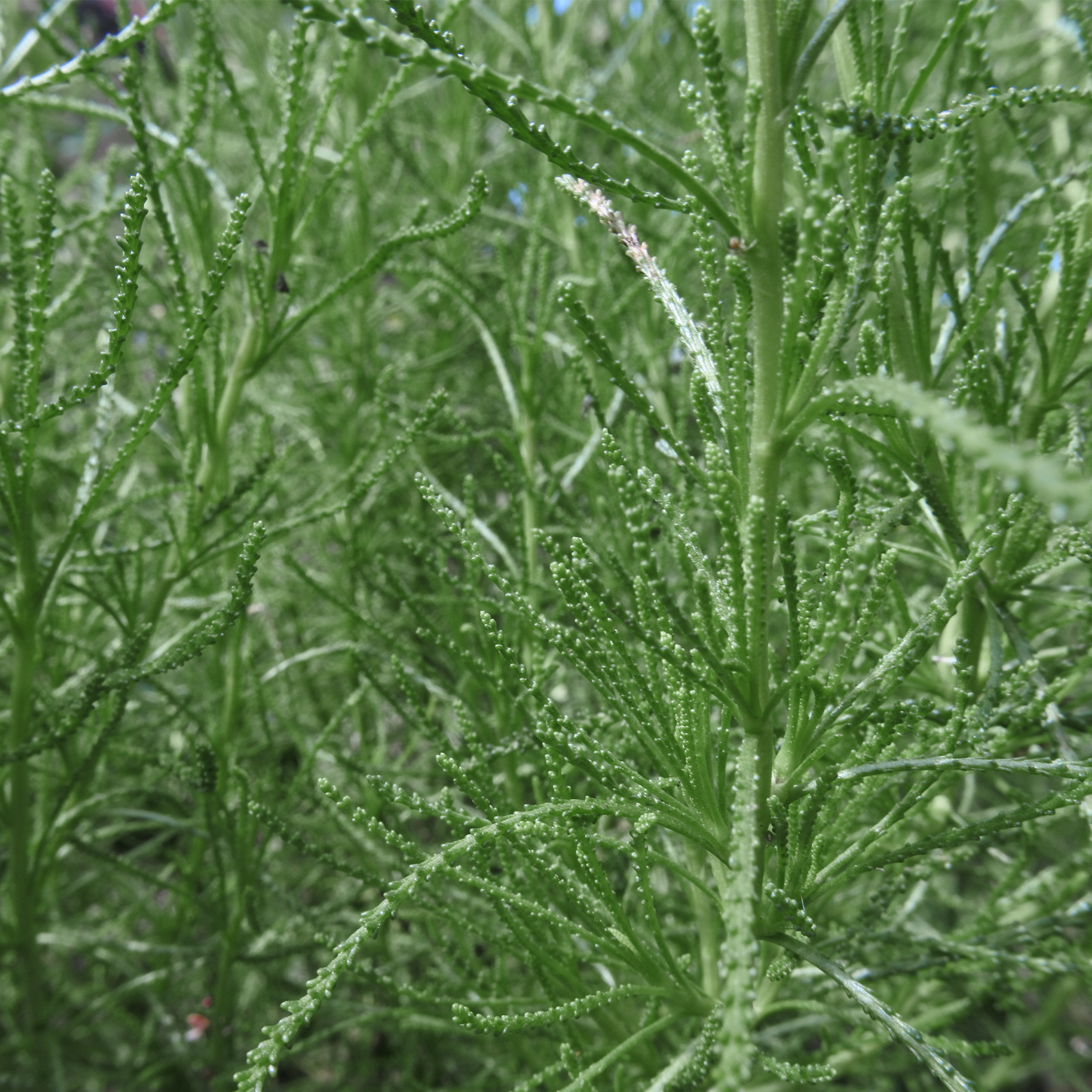 Green Santolina