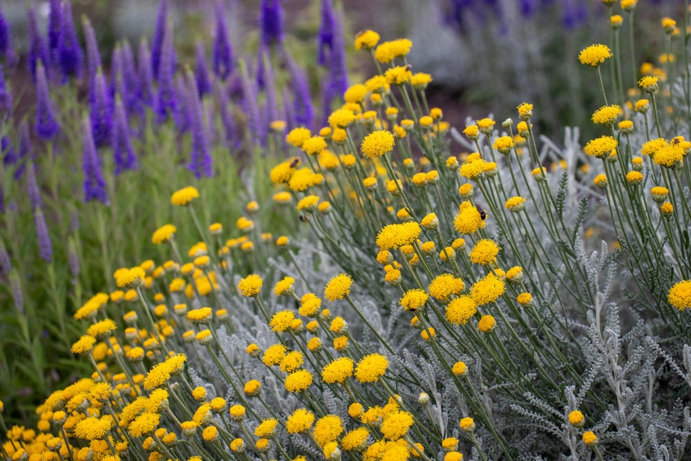 Cotton lavender