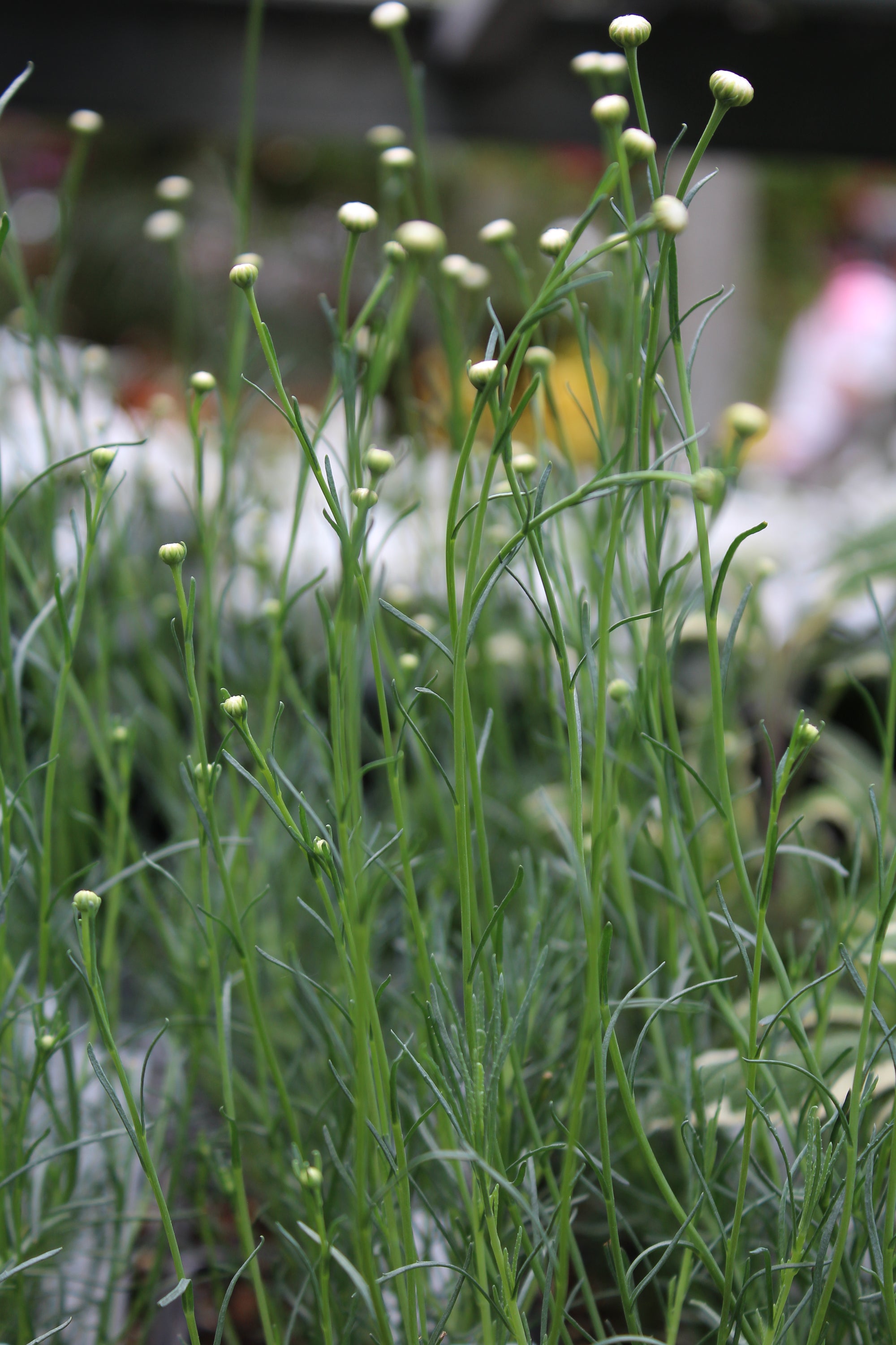 Lavender-cotton