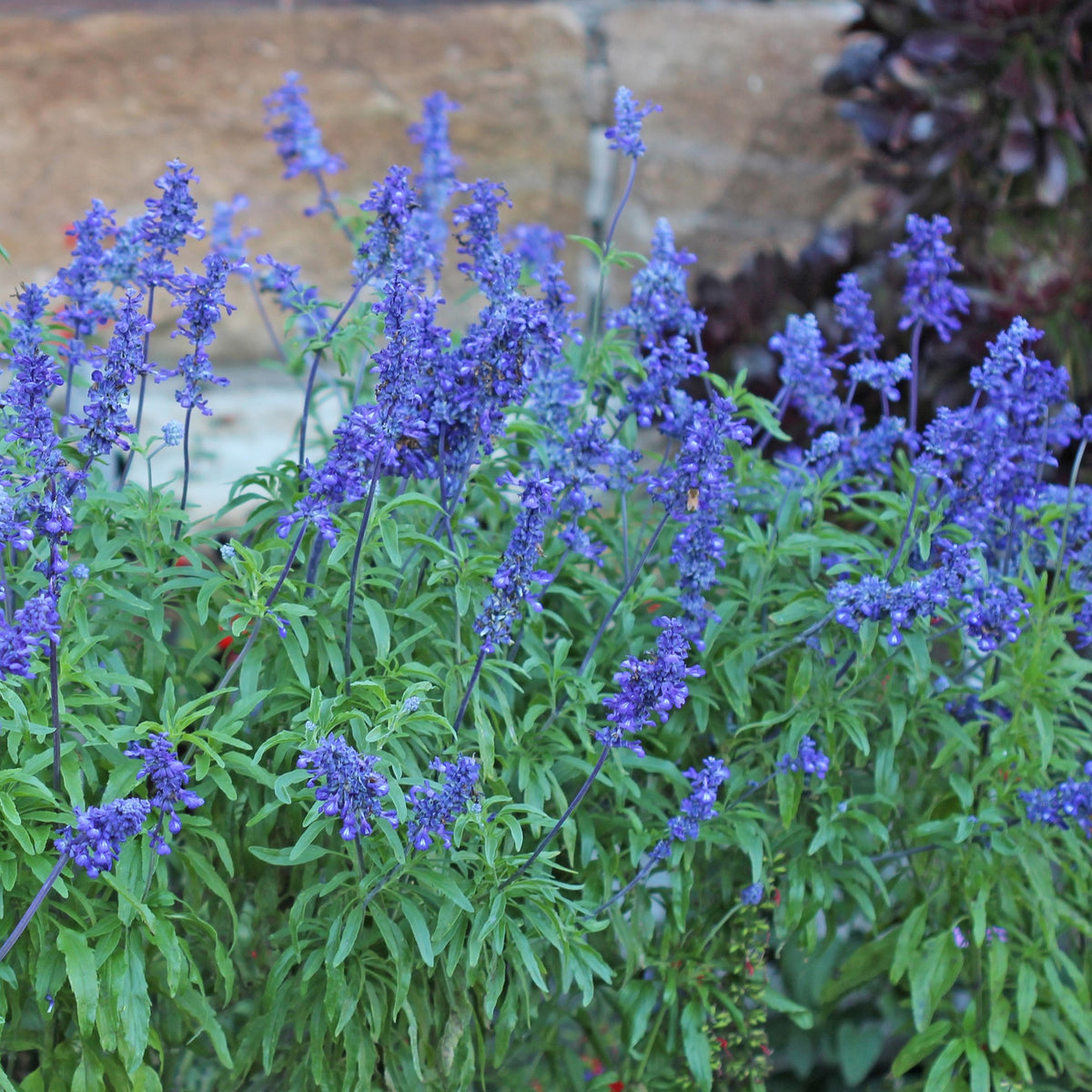 Des tiges vertes fines portent de petits groupes de fleurs bleues à violettes. Les fleurs se répartissent en épis ramifiés, avec des pointes plus étroites dans la partie supérieure. De longues feuilles vertes occupent le bas de l’image. Une surface beige grisé apparaît derrière la plantation, accompagnée d’un petit groupe de feuilles sombres à droite.