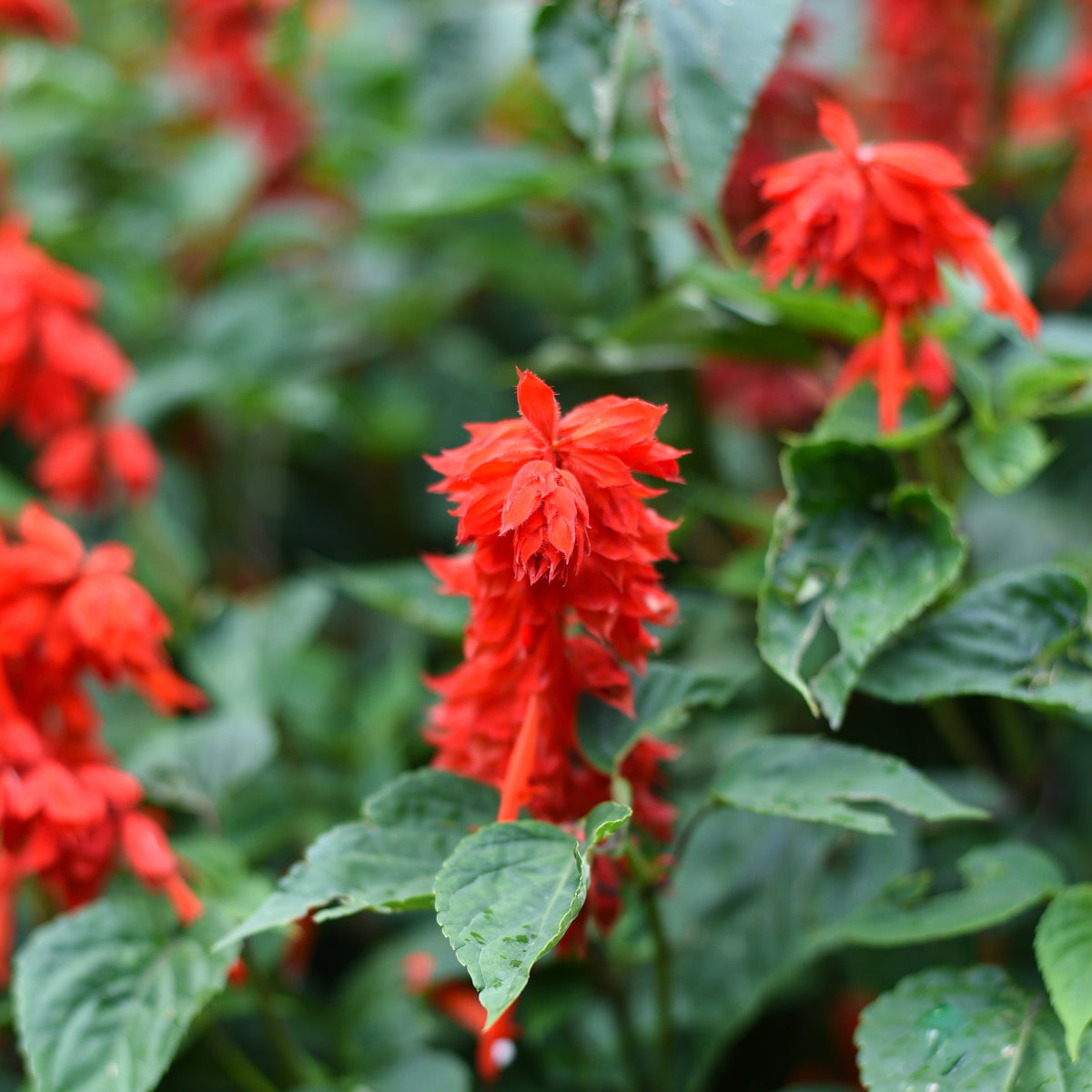 Plusieurs épis de fleurs rouges émergent d’un feuillage vert gris. Les petites corolles allongées se regroupent autour des tiges et présentent des lobes pointus ou repliés. Un épi rouge se détache au premier plan, au centre. Les feuilles larges montrent des nervures et des bords légèrement dentés, sur un fond mêlant vert et rouge.