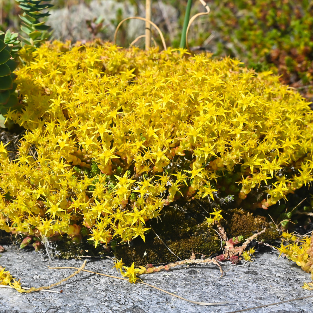 Photo de Sédum Acre Yellow. Avec son feuillage vert dense et ses délicates fleurs jaunes, il apporte une touche lumineuse aux plates-bandes et rocailles. La couleur caractéristique est : jaune. Le visuel permet d'observer les contours, les teintes et la disposition des éléments présentés. Les détails de forme et les contrastes donnent un aperçu de l'apparence de cette plante ou de sa récolte.