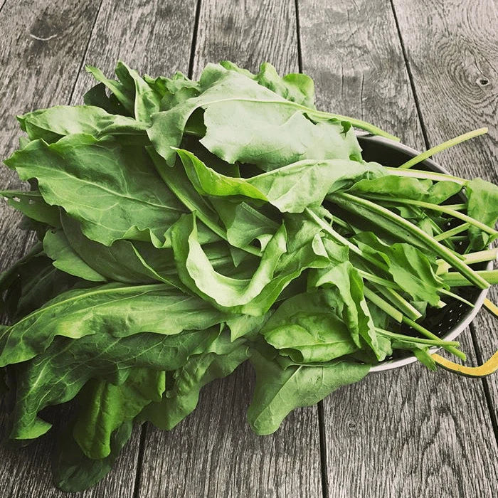 Organic Sorrel Seeds by Gaia, product image prepared for Canadian gardeners.