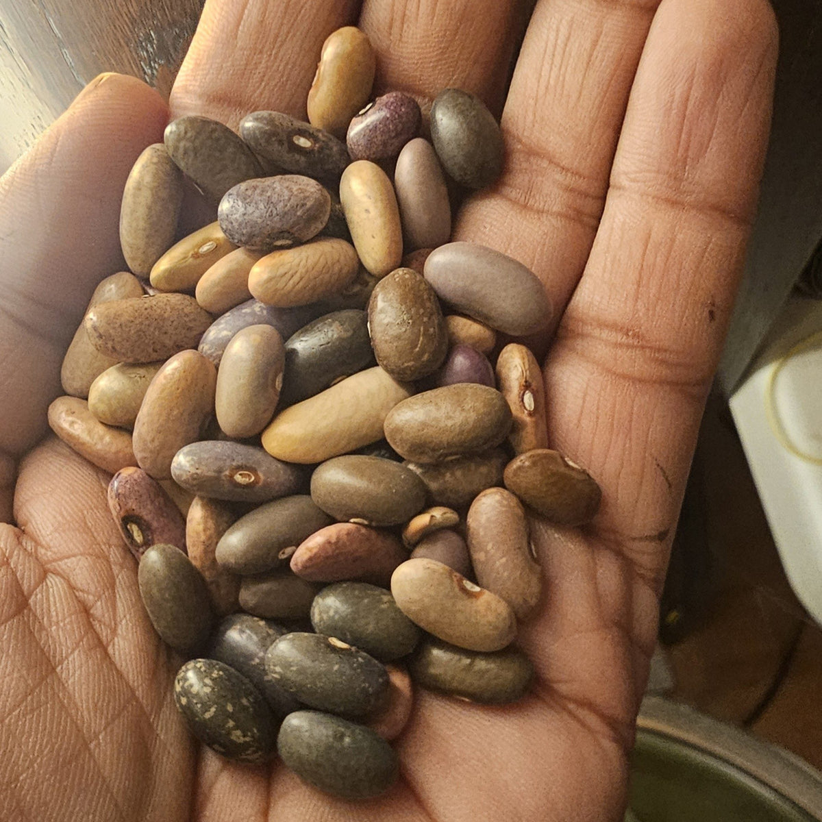 Mélange de haricots 'Gaia's Speckled Malawi' bio