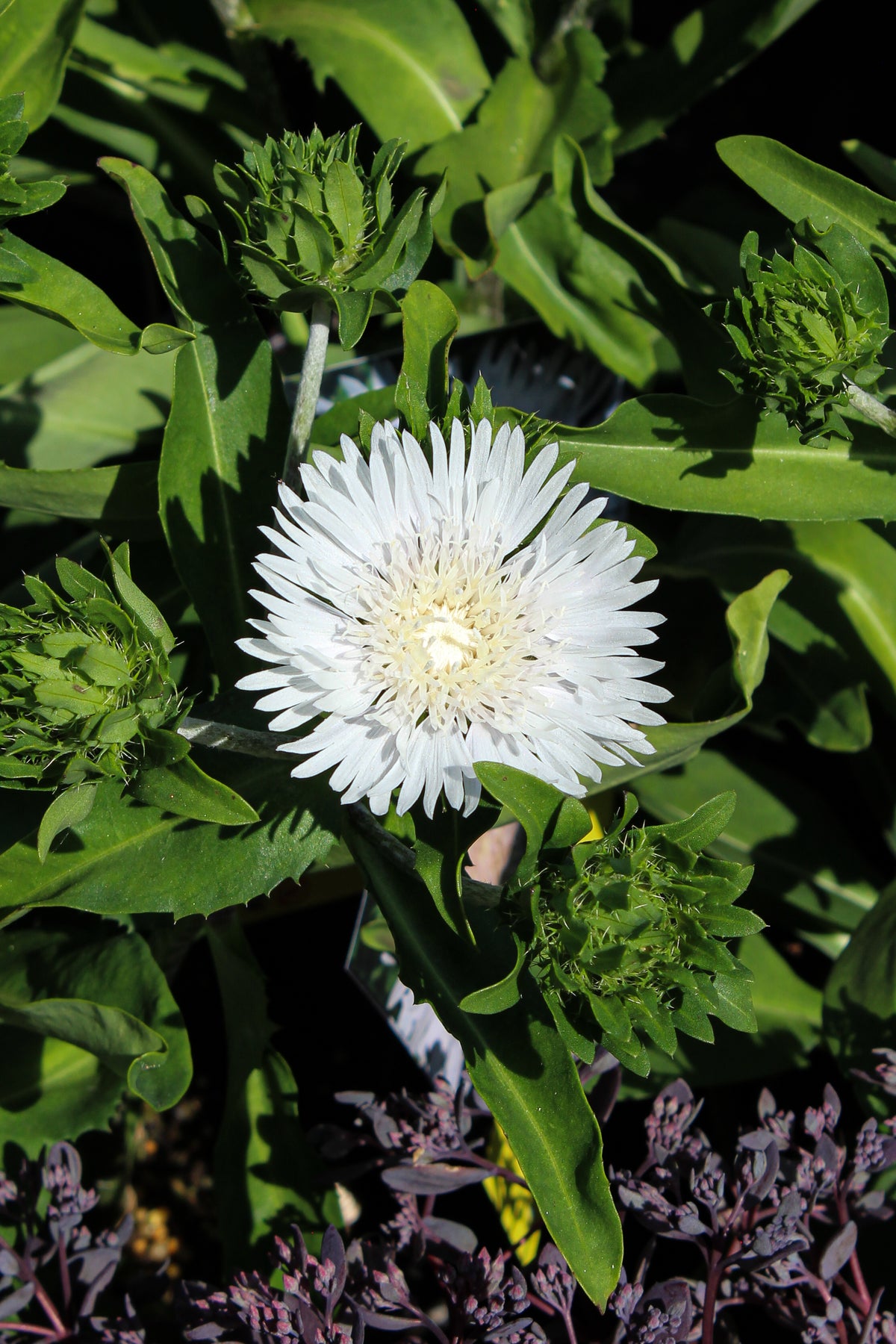 Stokésie ‘Divinity’ — Stokesia laevis