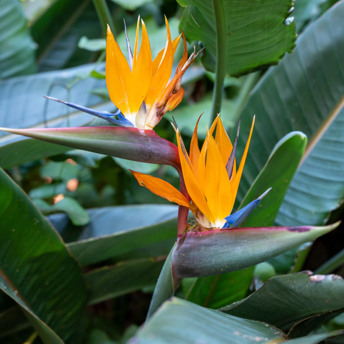 Photo de Strelitzia reginae. L'Oiseau du Paradis (Strelitzia reginae) est une plante majestueuse originaire d'Afrique du Sud, surnommée ainsi en raison de ses fleurs spectaculaires rappelant la forme d'un oiseau exotique. Bien qu'elle fleurisse rarement à l'intérieur, il est possible de stimuler la floraison en offrant un environnement hivernal à 10 °C.