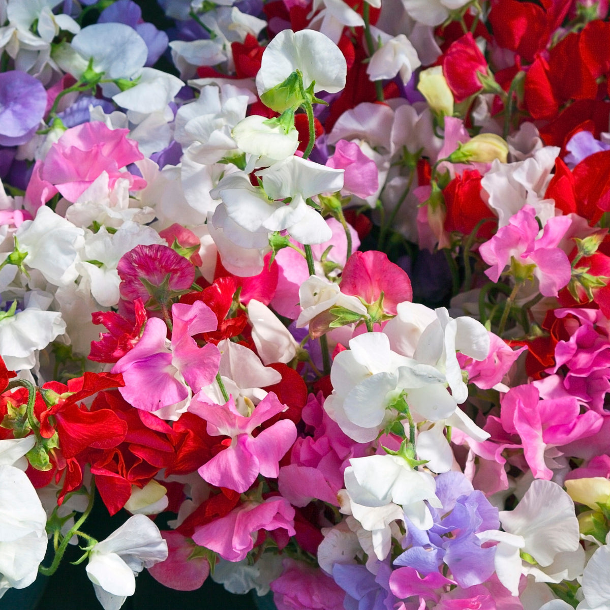 Des fleurs blanches, roses, rouges et mauves se regroupent en une masse serrée. Les pétales larges sont pliés et superposés, avec des parties centrales plus petites qui ressortent devant les corolles. Quelques tiges vertes et pointes allongées apparaissent entre les fleurs. Le cadrage est presque entièrement rempli de formes florales, jusque dans les coins.