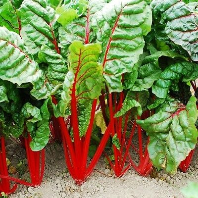 Semences Bette à carde 'Rhubarb da coste' (Beta vulgaris)