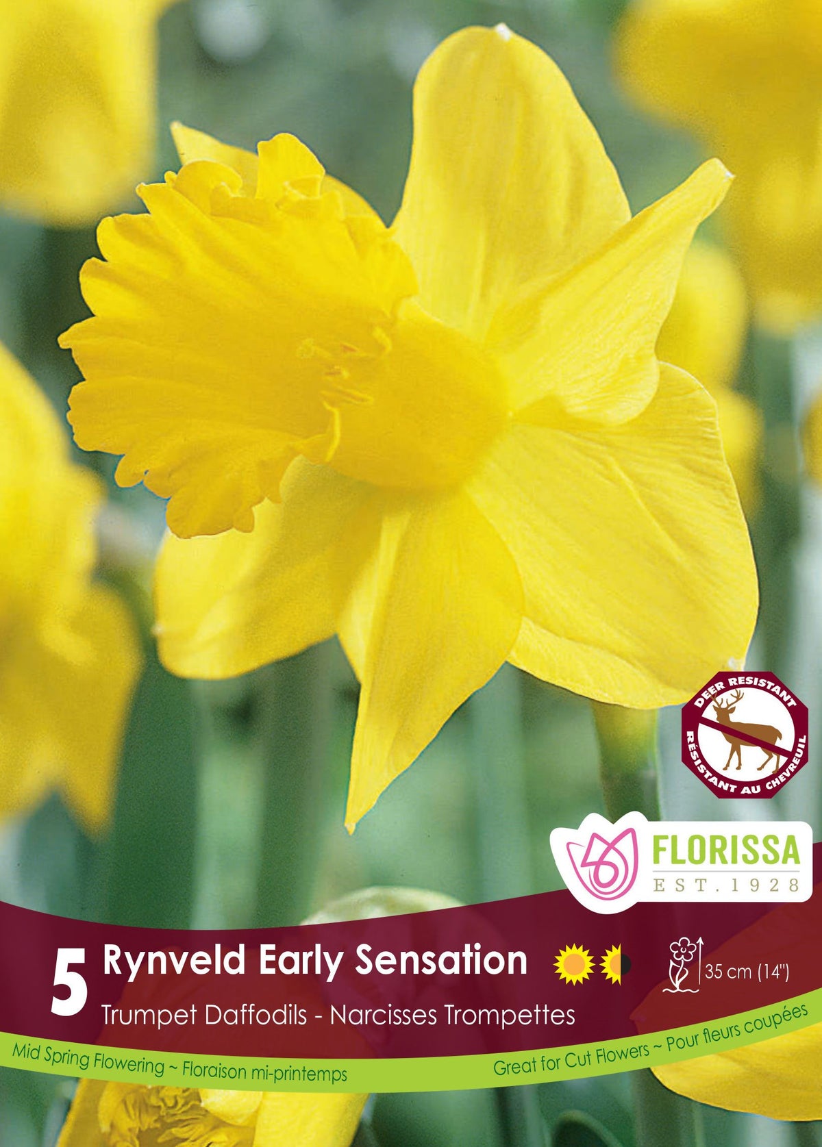 Narcisse ‘Rijnveld’s Early Sensation’ ( Narcissus ) : un narcisse jaune à longue trompette dentelée. Le visuel Florissa présente la plante et son nom dans la partie inférieure de l’étiquette. La photographie occupe presque toute la surface, tandis que le bandeau du bas rassemble les indications du produit. Cette vue permet de reconnaître son apparence et de distinguer la variété présentée.
