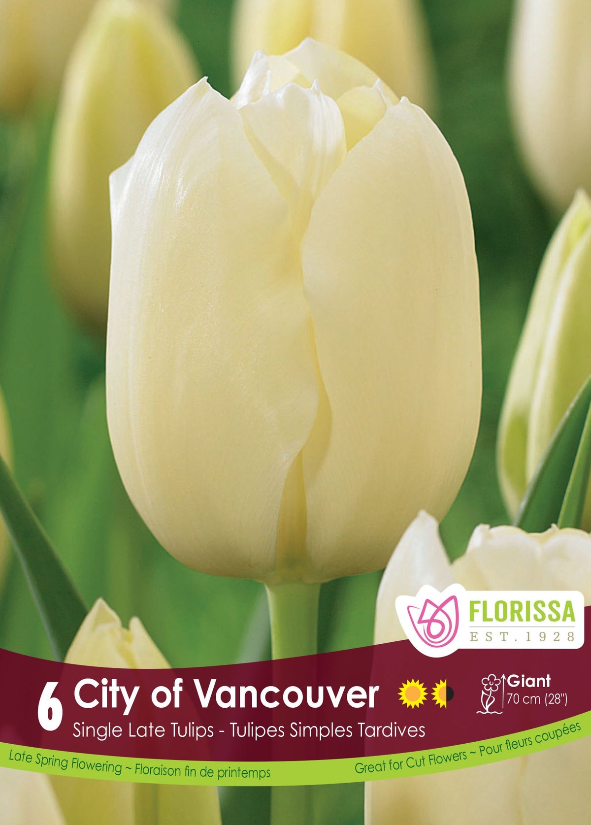 Cream-yellow City of Vancouver tulip with smooth petals on the Florissa product label.