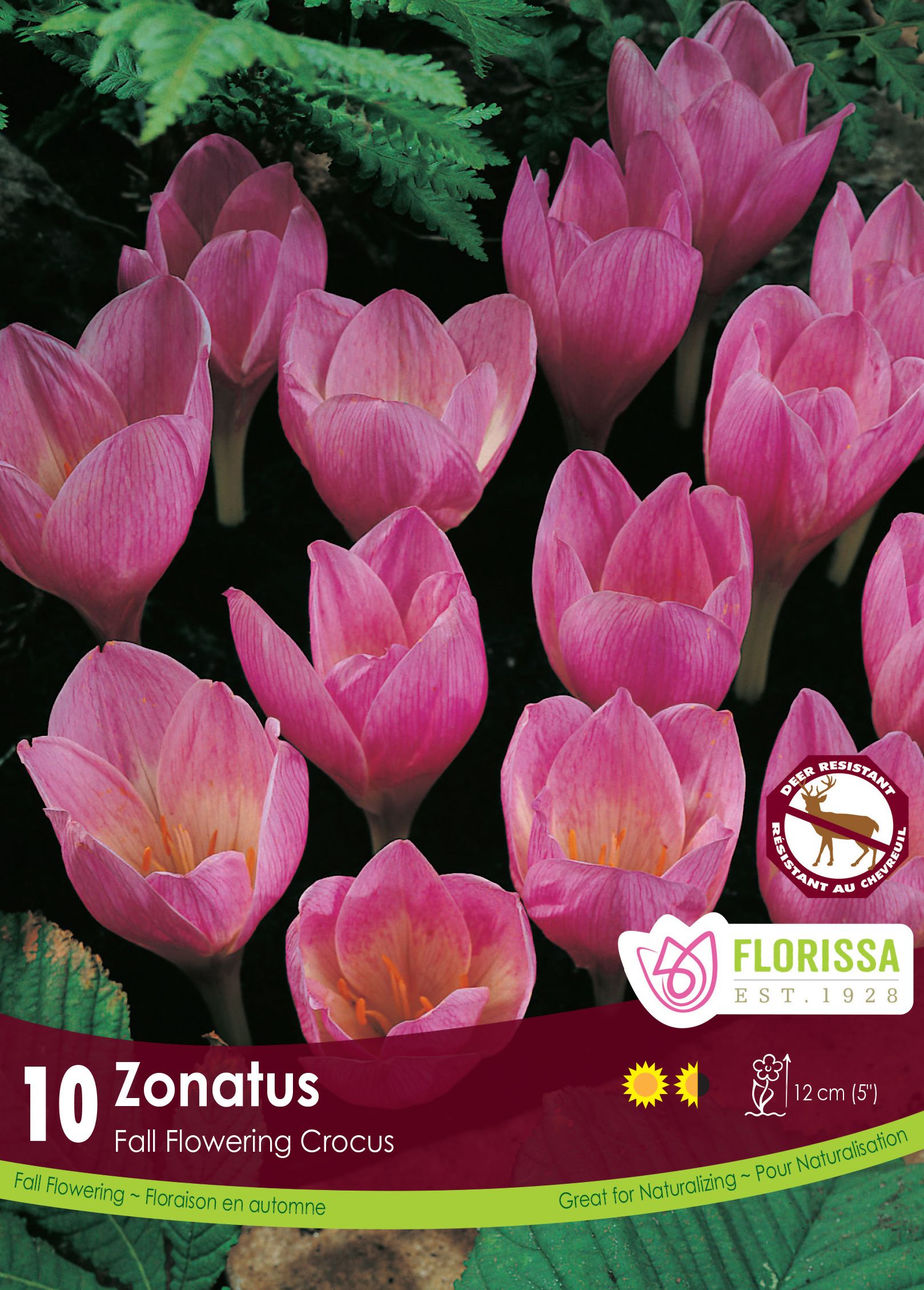 Zonatus Crocus | Autumn Flowering Crocus – Pépinière.ca