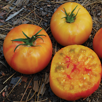 Organic bicoloured dwarf ‘Wherokowhai’ tomato (Solanum lycopersicum ‘Wherokowhai’)