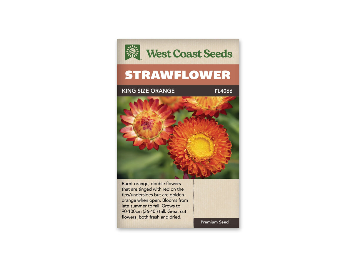 Le sachet West Coast Seeds montre une immortelle orange rouge largement ouverte, avec un grand centre jaune visible. Une autre fleur en coupe, à gauche, présente des bractées dorées terminées de rouge. Une partie d'un troisième capitule apparaît en haut de l'image, sur un fond vert flou. Le bandeau porte le nom King Size Orange et la référence FL4066.