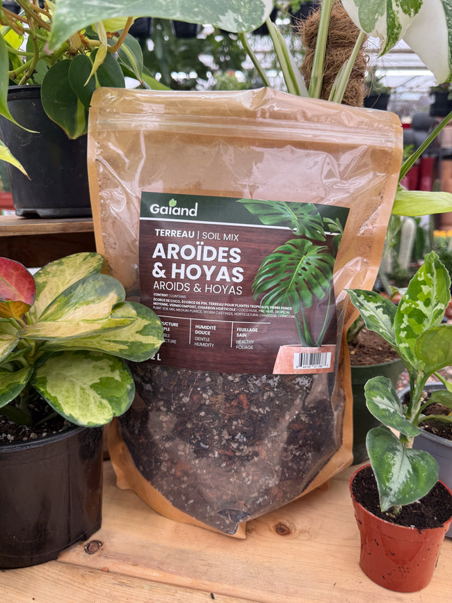 Sac de terreau Aroïdes et Hoyas Gaïand 2 L présenté en serre avec différentes plantes tropicales en pots