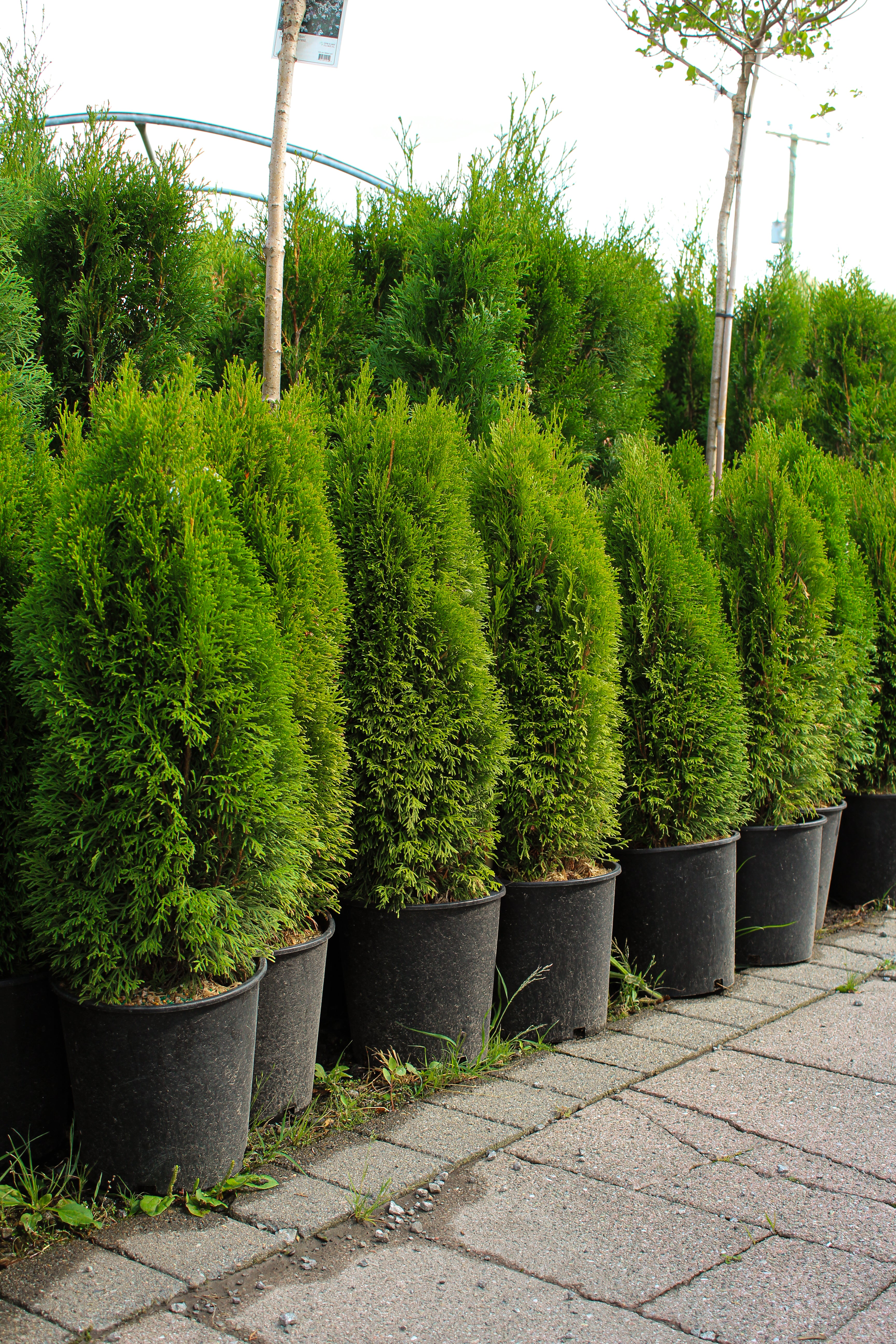 Nursery.ca