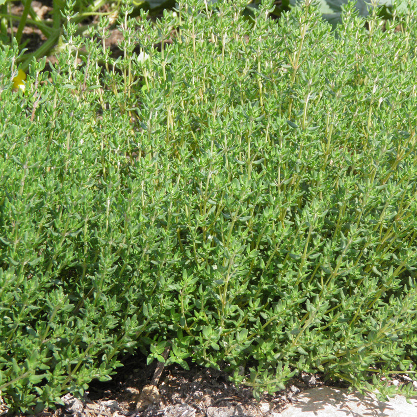 Thym Allemand. Touffe de thym vert aux petites feuilles serrées. Le cadrage permet de voir les formes, les couleurs et les détails du sujet représenté. Les contours se détachent du fond de l’image, avec des différences de teinte et de texture visibles sur les surfaces. Cette vue accompagne la présentation du produit dans la boutique.