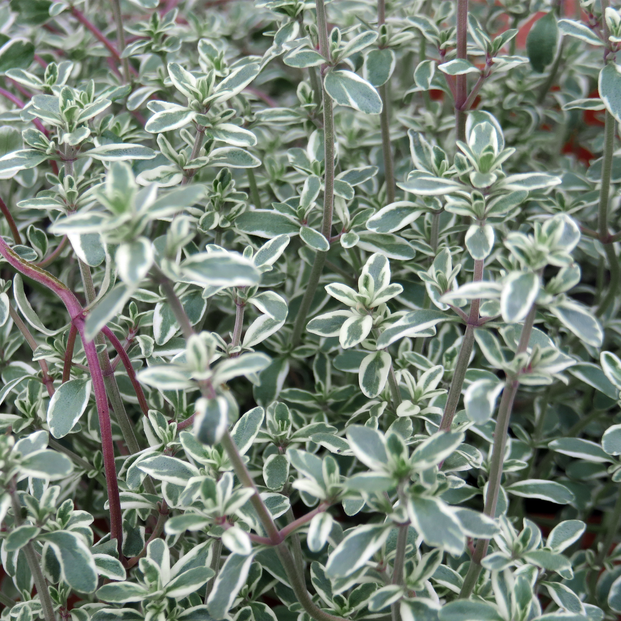 Silver thyme
