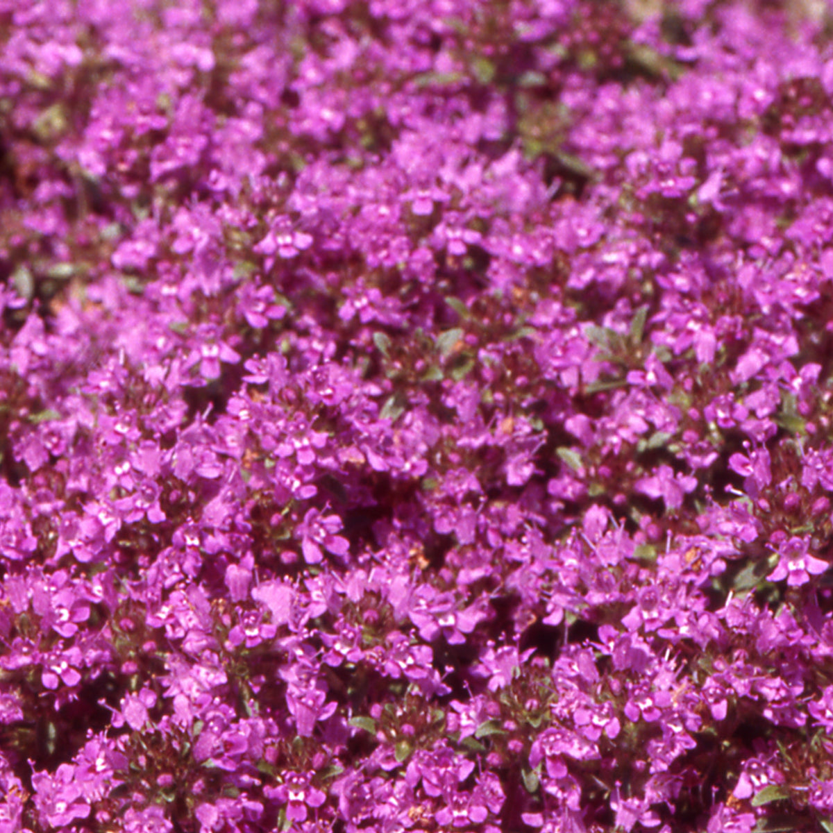 Photographie de Thym serpolet (Thymus serpyllum ‘Pourpre’), sélection proposée en semences W.H. Perron. Le visuel présente l’apparence de la plante ou de sa récolte et permet d’en observer les formes et les couleurs. Cette vue illustre les caractéristiques visibles de la sélection, dans une présentation destinée à accompagner son identification et à montrer son intérêt au jardin.