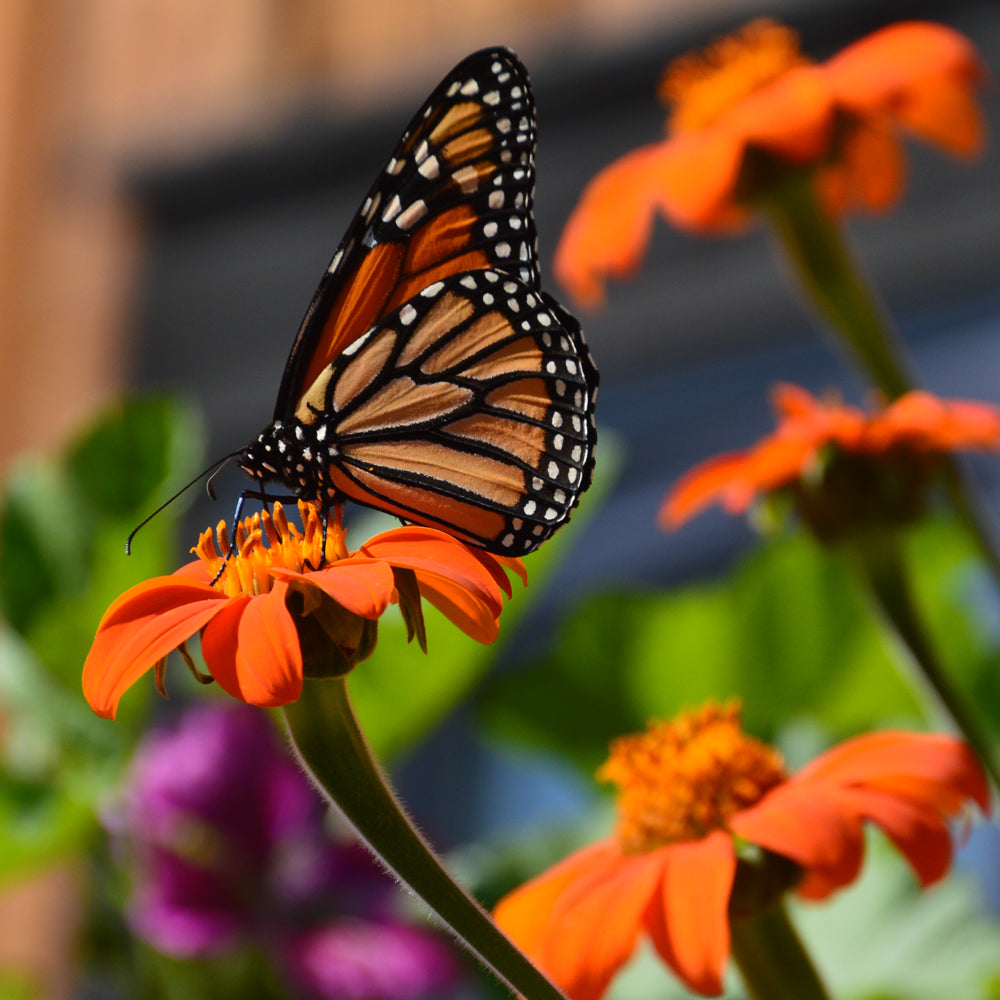 Tithonia Mexicain. Papillon orange et noir posé sur une fleur orange de tithonia. Le cadrage permet de voir les formes, les couleurs et les détails du sujet représenté. Les contours se détachent du fond de l’image, avec des différences de teinte et de texture visibles sur les surfaces. Cette vue accompagne la présentation du produit dans la boutique.