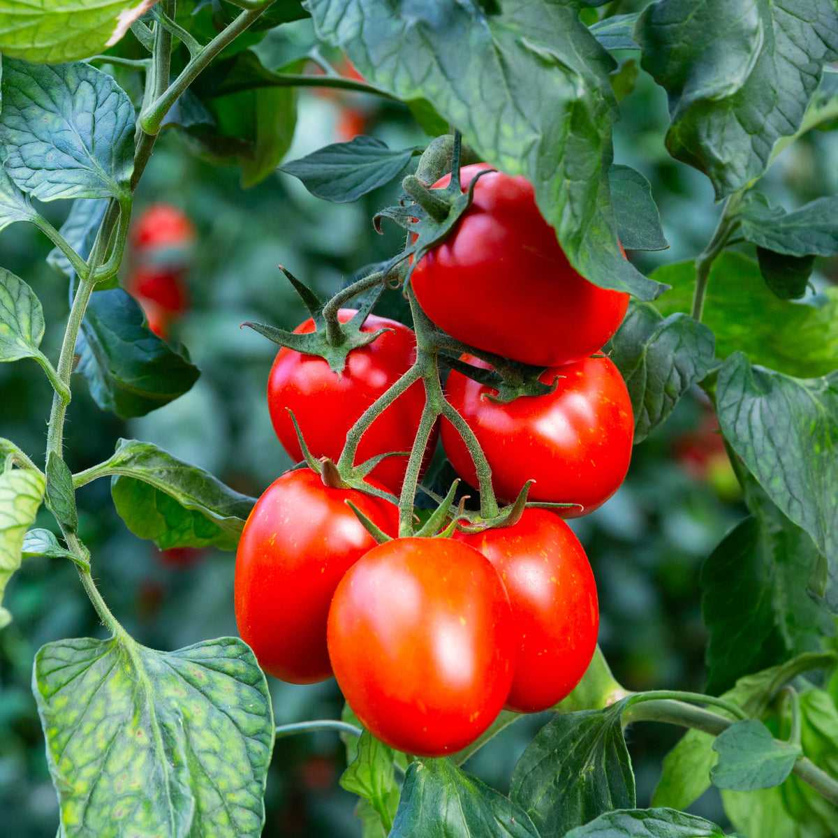 Photo de Tomate Italienne Granadero F1. Avec ses fruits rouges charnus, elle est idéale pour préparer des sauces, des conserves ou pour une utilisation en cuisine. La couleur caractéristique est : rouge. Le visuel permet d'observer les contours, les teintes et la disposition des éléments présentés. Les détails de forme et les contrastes donnent un aperçu de l'apparence de cette plante ou de sa récolte.