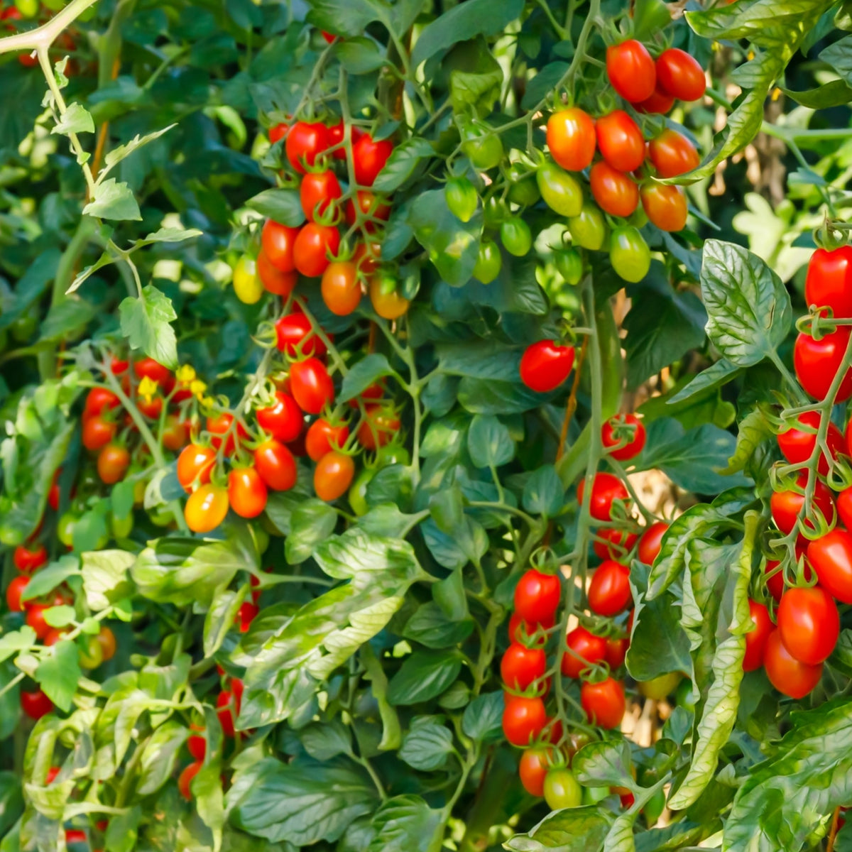 Photo de Tomate Italienne Plum Regal F1. La couleur caractéristique est : rouge. Le visuel permet d'observer les contours, les teintes et la disposition des éléments présentés. Les détails de forme et les contrastes donnent un aperçu de l'apparence de cette plante ou de sa récolte. Cette photographie accompagne la variété nommée afin de l'identifier dans la sélection de semences.