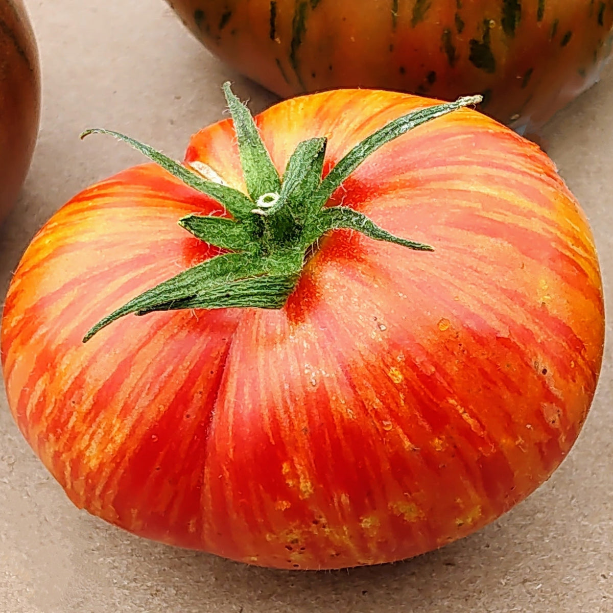 Illustration de la tomate biologique Beefy Red montrant un gros fruit de type beefsteak, rouge avec des stries vertes. L’image présente environ 15 semences, une maturité de 75 jours après la transplantation, un semis à 1 cm de profondeur et un espacement de 60 cm entre les plants. Les fruits fermes et savoureux peuvent peser de 340 à 400 g, tandis que le basilic, la ciboulette et le persil sont illustrés comme plantes compagnes possibles.