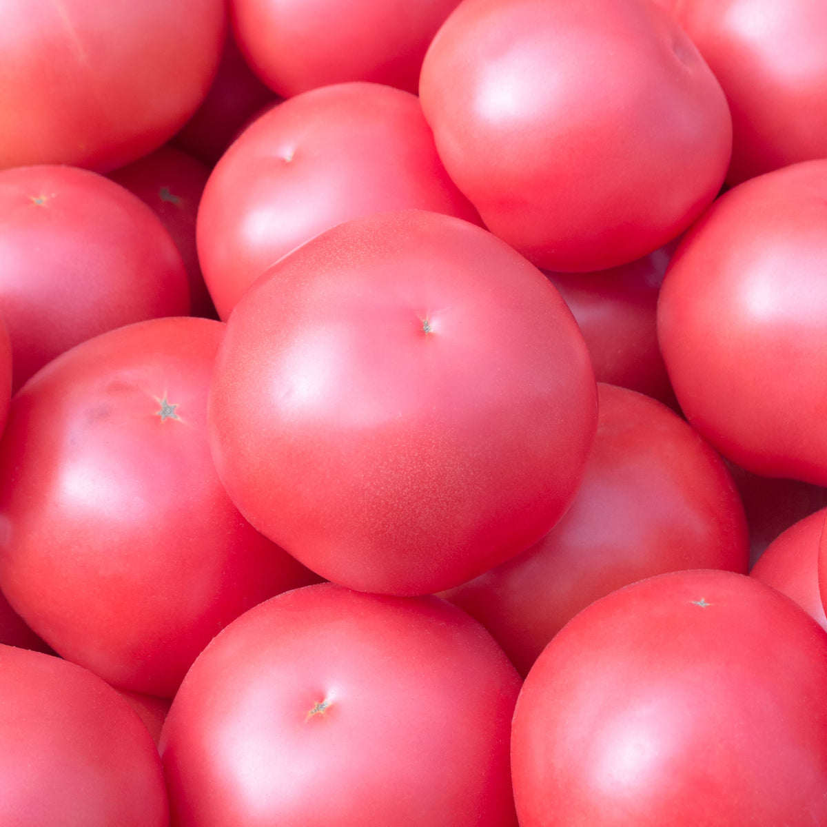 Product image for organic Pruden’s Purple tomato seeds showing a large ripe deep-pink fruit with a round, slightly flattened shape. The image lists approximately 30 seeds, 80 days to maturity, spacing of 61 cm between plants and 91.4 cm between rows, and tomatoes that may reach about 454 g. Basil, chives, and parsley are shown as possible companion plants for a diversified vegetable garden.