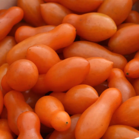 Photo de Tomate 'Sun Dipper' F1. La couleur caractéristique est : orange. Le visuel permet d'observer les contours, les teintes et la disposition des éléments présentés. Les détails de forme et les contrastes donnent un aperçu de l'apparence de cette plante ou de sa récolte. Cette photographie accompagne la variété nommée afin de l'identifier dans la sélection de semences.