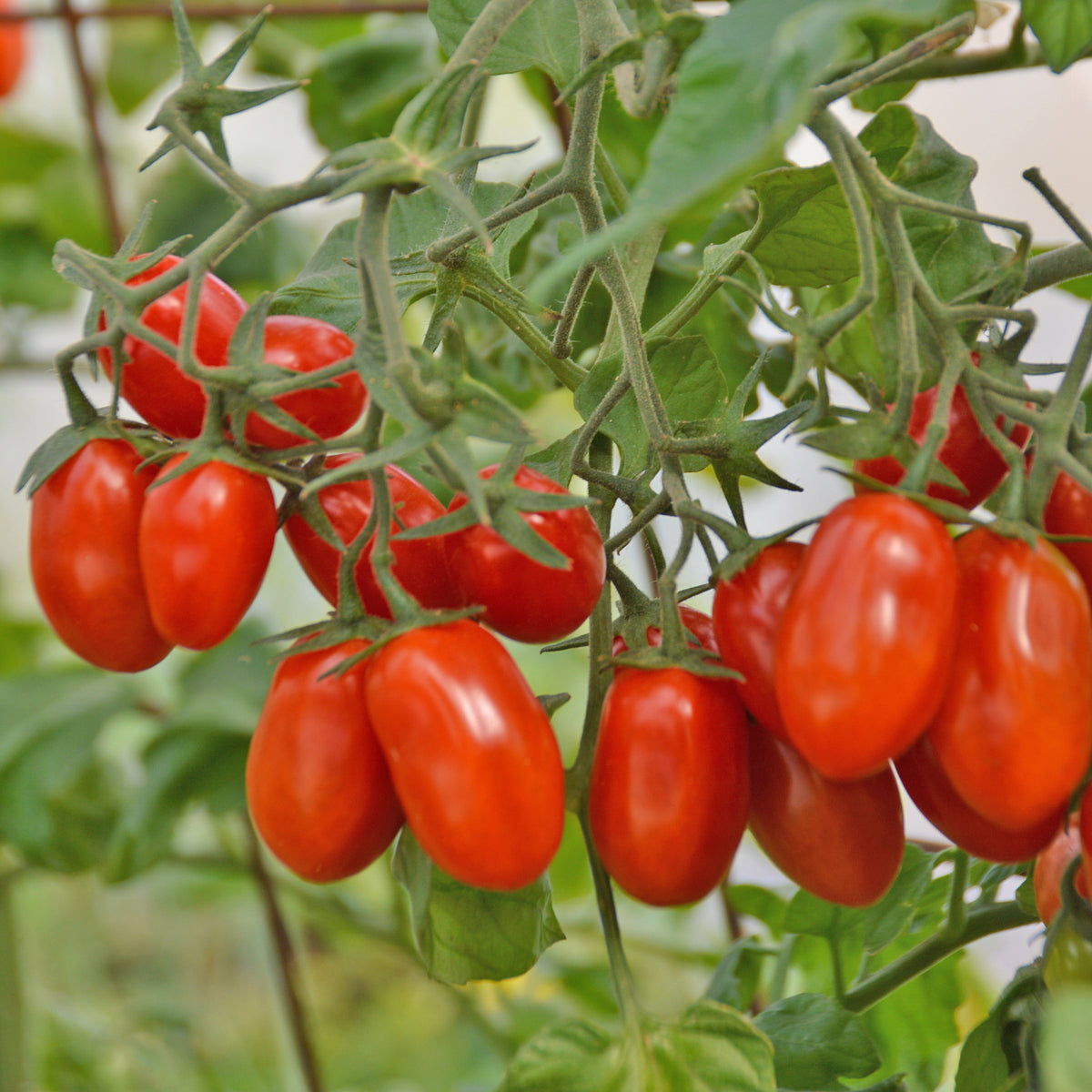 Tomate Raisin Red Pearl. Grappes de petites tomates rouges ovales sur le plant. Le cadrage permet de voir les formes, les couleurs et les détails du sujet représenté. Les contours se détachent du fond de l’image, avec des différences de teinte et de texture visibles sur les surfaces. Cette vue accompagne la présentation du produit dans la boutique.