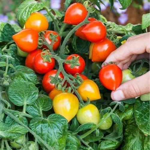 Photo de Tomate cerise 'Sweet Valentine' F1 patio. Elle produit de mignons petits fruits rouges en forme de cœur, pesant environ 10 à 15 g, portés en abondance sur un plant compact, déterminé et très bien ramifié. La couleur caractéristique est : rouge. Le visuel permet d'observer les contours, les teintes et la disposition des éléments présentés.