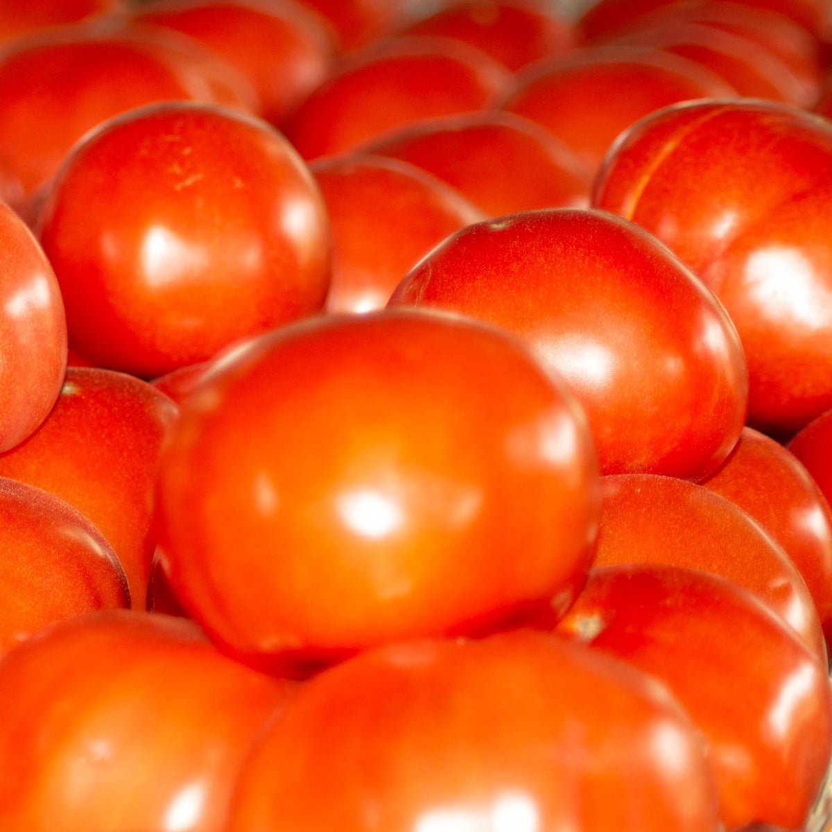 Photographie de Tomate rouge (Solanum lycopersicum ‘Tasti-Lee’), sélection proposée en semences W.H. Perron. Le visuel présente l’apparence de la plante ou de sa récolte et permet d’en observer les formes et les couleurs. Cette vue illustre les caractéristiques visibles de la sélection, dans une présentation destinée à accompagner son identification et à montrer son intérêt au jardin.