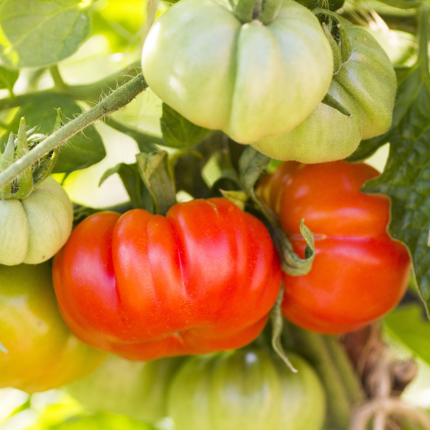 Tomato red 'Beefsteak' organic
