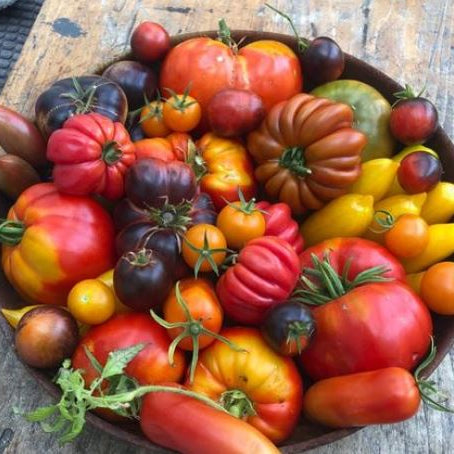 Gaia M lange De Tomates Bio Semences Biologiques P pini re ca gaia-m-lange-de-tomates-bio-semences-biologiques-p-pini-re-ca