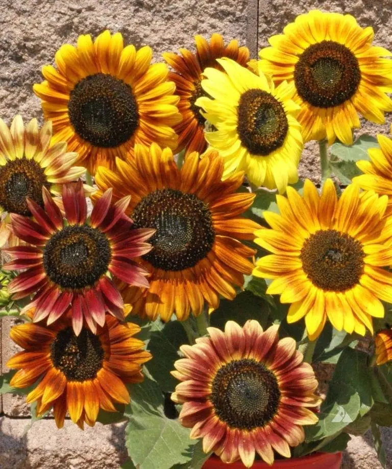 Photographie de Tournesol (Helianthus annuus ‘Autumn Beauty’), sélection proposée en semences W.H. Perron. Le visuel présente l’apparence de la plante ou de sa récolte et permet d’en observer les formes et les couleurs. Cette vue illustre les caractéristiques visibles de la sélection, dans une présentation destinée à accompagner son identification et à montrer son intérêt au jardin.