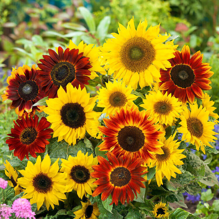 De grandes fleurs jaunes et rouge brun sont regroupées au-dessus d’un feuillage vert. Leurs pétales allongés entourent des disques centraux foncés, avec des marques rouges plus larges sur certaines corolles. Les fleurs se chevauchent à plusieurs niveaux dans le cadrage. De petites fleurs roses apparaissent dans le bas à gauche, près des feuilles et des tiges.