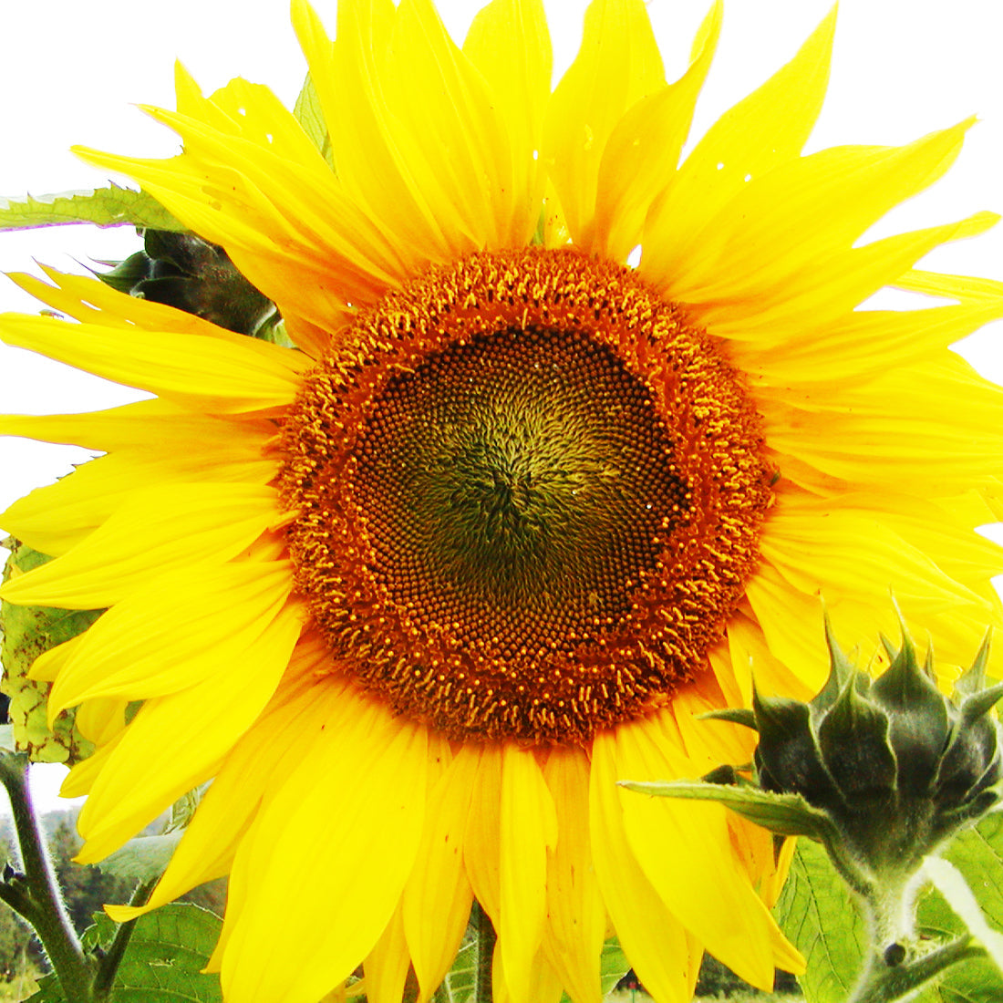 Tournesol Mammouth Géant. Grande fleur de tournesol jaune à cœur brun. Le cadrage permet de voir les formes, les couleurs et les détails du sujet représenté. Les contours se détachent du fond de l’image, avec des différences de teinte et de texture visibles sur les surfaces. Cette vue accompagne la présentation du produit dans la boutique.