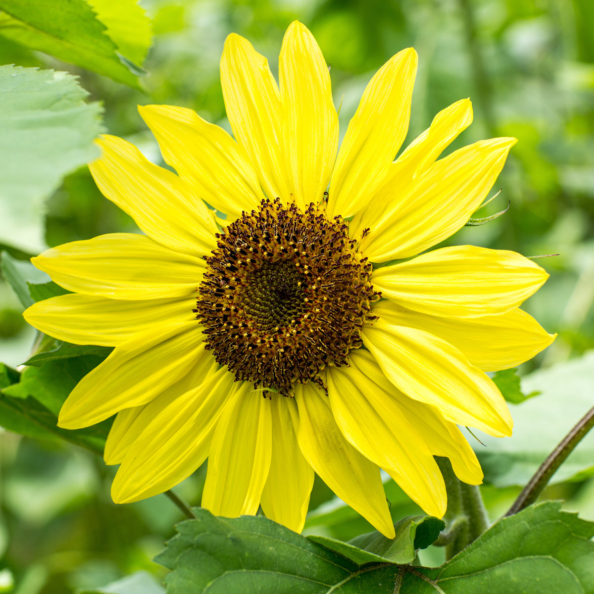 Une grande fleur jaune se détache devant des feuilles vertes. Ses pétales allongés et pointus rayonnent autour d’un disque brun, couvert de petits éléments serrés. Certaines extrémités se replient légèrement et plusieurs pétales se chevauchent. Une tige oblique traverse le bas à droite, près d’une large feuille nervurée, sur un fond de végétation verte.