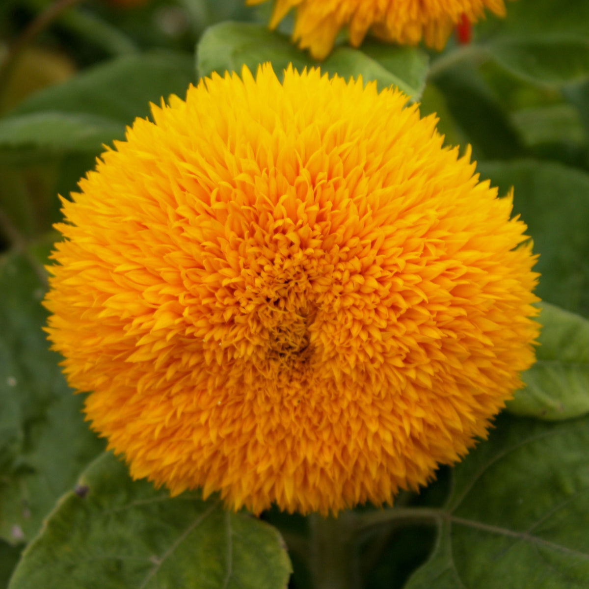 Une tête florale ronde, jaune doré, remplit le centre de l’image. De très nombreux pétales fins et pointus couvrent sa surface, avec des nuances orange dans les creux. Les pointes forment un contour irrégulier tout autour du capitule. De grandes feuilles vertes apparaissent dessous et sur les côtés; une autre fleur jaune est partiellement visible en haut.