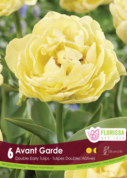 Tulipe ‘Avant-garde’ ( Tulipa ‘Avant Garde’) : une tulipe double jaune crème aux pétales superposés. Le visuel Florissa présente la plante et son nom dans la partie inférieure de l’étiquette. La photographie occupe presque toute la surface, tandis que le bandeau du bas rassemble les indications du produit. Cette vue permet de reconnaître son apparence et de distinguer la variété présentée.