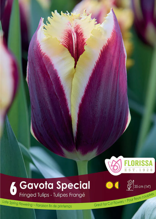 Tulipe ‘Gavota Special’ ( Tulipa ) : une tulipe pourpre bordée de jaune crème, à marge légèrement frangée. Le visuel Florissa présente la plante et son nom dans la partie inférieure de l’étiquette. La photographie occupe presque toute la surface, tandis que le bandeau du bas rassemble les indications du produit. Cette vue permet de reconnaître son apparence et de distinguer la variété présentée.