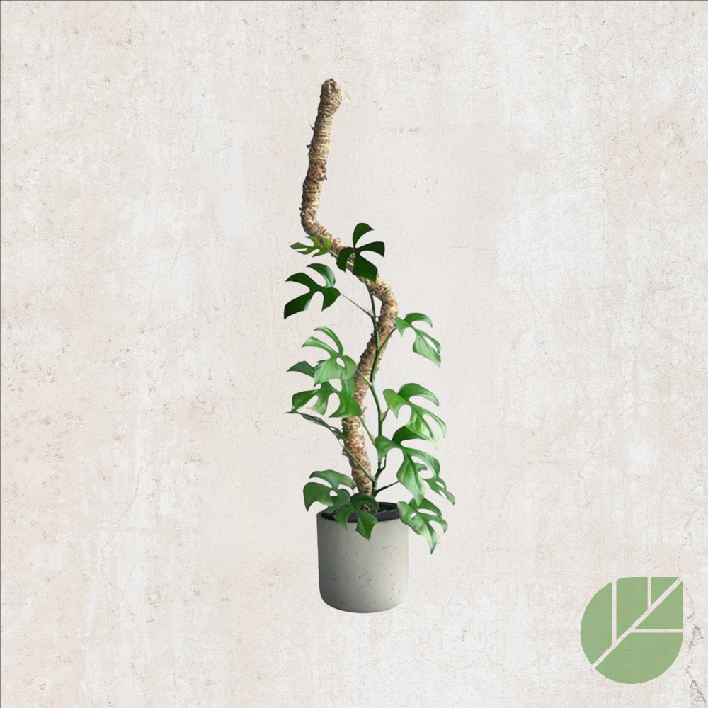 flexible moss pole Mossify Flexible Moss Stake – Natural and Creative Training – Pépinière.ca
