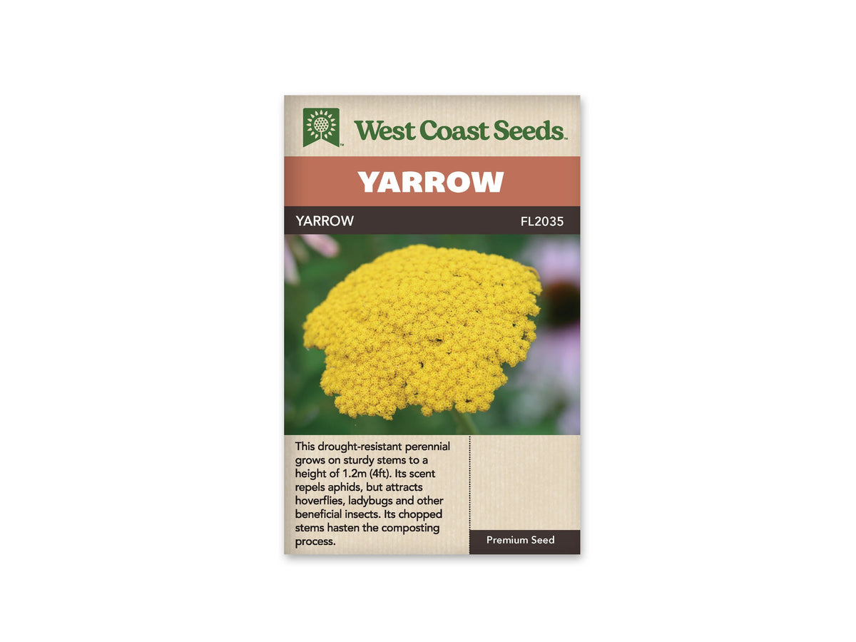 Le sachet West Coast Seeds montre en gros plan un large groupe aplati de minuscules fleurs jaune doré. L'ensemble forme une surface dense et légèrement bombée, portée par une tige verte peu visible. Le fond vert et mauve est flou et met les fleurs jaunes en évidence. Le bandeau indique Yarrow et la référence FL2035.